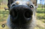 Da dog nose official