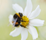 Bumblebee Daisies