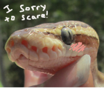 Snakes are my Friends