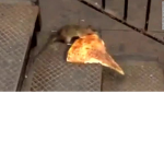 The Pizza Rats