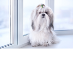 Shih Tzu Nation