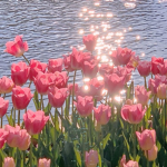 ~ Aesthetic Daisys ~