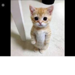 Kitty-cat