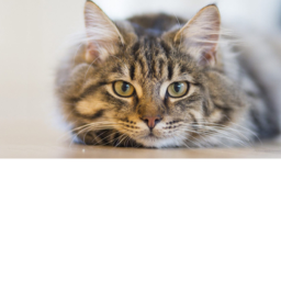 CAT OBBY