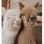 Llama HomeStore