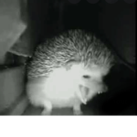 the head hogs