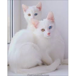 Gatitos de corazon Grupo Oficial del canal
