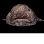 Cursed fish in the water