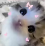 ~Lucy’s Kittys~