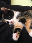 calico crittersz