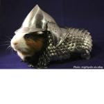 GuineaPig GuardForce