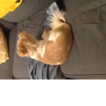 My dogs fan club just for fun