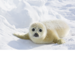 Save The Seals!