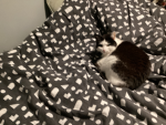 POD the fat cat