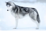 Husky AWESOME Squad!