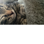 inqttm