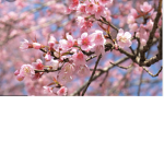 Spring’s Fandom