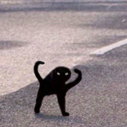 cursed cat Roblox decal