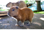 People of the Capybara
