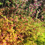 Cloudz._.Flower