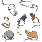 The Online Rats Of Roblox