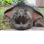 the best turtles of Roblox