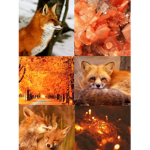 •fox fam•