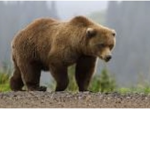 Bear saviors