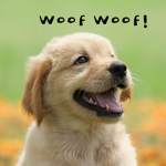 The Dogs That Bark A Lot