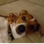 Dog and Hamster love