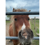 Country stables