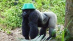 THE TRUE MONKE CLAN 2