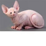 kitty cats oOf