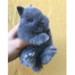 BLUE BUNNY SQUAD!