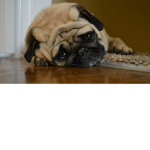 CARE FOR MY PUPPY CHEWY