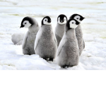 Frosty Penguins!!!