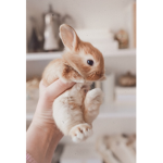 The__BUNNY__FAMLIY!