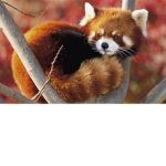 || Red Panda Nation ||