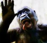 Silly gorilla studio
