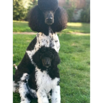 Dog Dynasty