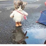 hie bub:3