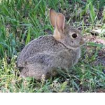 Cool Rabbits Nation