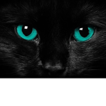 SHADOW CAT OFFICIAL