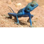Gecko Advertising