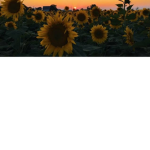 Vsco UwU