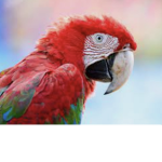 .|Animal Friends|.