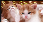 Cats Are The Best:)
