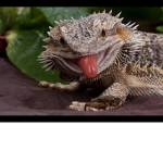 reptile anti hater gang