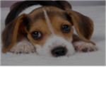 the puppy lovers of roblox