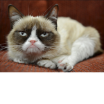 The talking cat